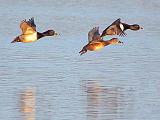 Ducks In Flight_24676B